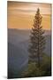 Sierra Nevada Mountains with Ponderosa Pine-Richard T Nowitz-Mounted Photographic Print