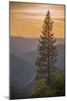 Sierra Nevada Mountains with Ponderosa Pine-Richard T Nowitz-Mounted Photographic Print