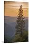 Sierra Nevada Mountains with Ponderosa Pine-Richard T Nowitz-Stretched Canvas