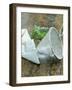 Sieve and Sugar-null-Framed Photographic Print