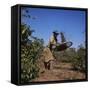 Sifting Coffee Beans Nova Esperanca Parana, Brazil-null-Framed Stretched Canvas