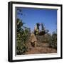 Sifting Coffee Beans Nova Esperanca Parana, Brazil-null-Framed Photographic Print