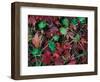 Sight of Maple-WizData-Framed Photographic Print