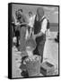 Sights of a Typical Summer at Cape Cod: Watering Clams to Aid the Steaming for Clambake-null-Framed Stretched Canvas