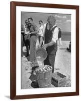 Sights of a Typical Summer at Cape Cod: Watering Clams to Aid the Steaming for Clambake-null-Framed Photographic Print