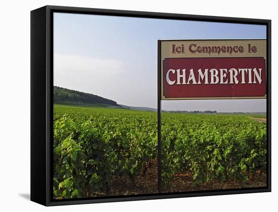 Sign Ici Commence Le Chambertin, Grand Cru Vineyard, Bourgogne, France-Per Karlsson-Framed Stretched Canvas
