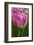 Sign of Spring-Lisa Engelbrecht-Framed Photographic Print