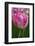 Sign of Spring-Lisa Engelbrecht-Framed Photographic Print