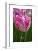 Sign of Spring-Lisa Engelbrecht-Framed Photographic Print