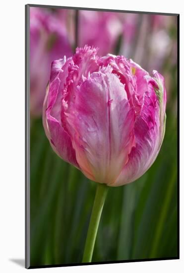 Sign of Spring-Lisa Engelbrecht-Mounted Photographic Print