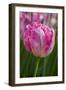 Sign of Spring-Lisa Engelbrecht-Framed Photographic Print