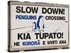 Sign Warning Drivers About Penguins in the Road, Wellington, North Island, New Zealand-Don Smith-Stretched Canvas