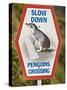 Sign Warning Drivers About Penguins in the Road, Wellington, North Island, New Zealand-Don Smith-Stretched Canvas