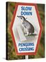 Sign Warning Drivers About Penguins in the Road, Wellington, North Island, New Zealand-Don Smith-Stretched Canvas