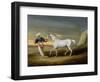 Signal, a Grey Arab, with a Groom in the Desert (Oil on Panel)-David of York Dalby-Framed Premium Giclee Print