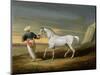 Signal, a Grey Arab, with a Groom in the Desert (Oil on Panel)-David of York Dalby-Mounted Premium Giclee Print