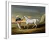 Signal, a Grey Arab, with a Groom in the Desert (Oil on Panel)-David of York Dalby-Framed Giclee Print