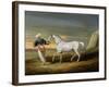 Signal, a Grey Arab, with a Groom in the Desert (Oil on Panel)-David of York Dalby-Framed Giclee Print