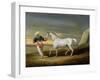 Signal, a Grey Arab, with a Groom in the Desert (Oil on Panel)-David of York Dalby-Framed Giclee Print