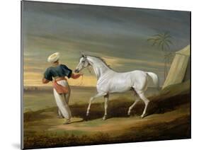 Signal, a Grey Arab, with a Groom in the Desert (Oil on Panel)-David of York Dalby-Mounted Giclee Print