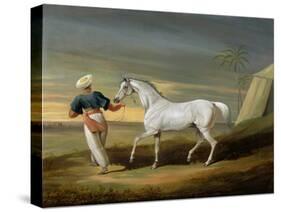 Signal, a Grey Arab, with a Groom in the Desert (Oil on Panel)-David of York Dalby-Stretched Canvas