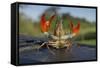 Signal Crayfish (Pacifastacus Leniusculus) in a Defensive Posture after Being Caught River Till, UK-Rob Jordan-Framed Stretched Canvas