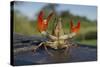 Signal Crayfish (Pacifastacus Leniusculus) in a Defensive Posture after Being Caught River Till, UK-Rob Jordan-Stretched Canvas