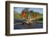 Signal Crayfish (Pacifastacus Leniusculus) in a Defensive Posture after Being Caught River Till, UK-Rob Jordan-Framed Photographic Print