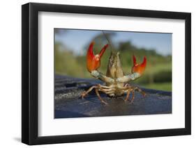 Signal Crayfish (Pacifastacus Leniusculus) in a Defensive Posture after Being Caught River Till, UK-Rob Jordan-Framed Photographic Print