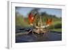 Signal Crayfish (Pacifastacus Leniusculus) in a Defensive Posture after Being Caught River Till, UK-Rob Jordan-Framed Photographic Print