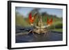 Signal Crayfish (Pacifastacus Leniusculus) in a Defensive Posture after Being Caught River Till, UK-Rob Jordan-Framed Photographic Print