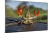 Signal Crayfish (Pacifastacus Leniusculus) in a Defensive Posture after Being Caught River Till, UK-Rob Jordan-Mounted Photographic Print