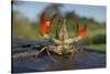 Signal Crayfish (Pacifastacus Leniusculus) in a Defensive Posture after Being Caught River Till, UK-Rob Jordan-Stretched Canvas