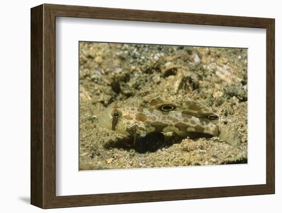 Signal Goby-Hal Beral-Framed Photographic Print