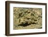 Signal Goby-Hal Beral-Framed Photographic Print