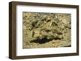 Signal Goby-Hal Beral-Framed Photographic Print