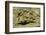 Signal Goby-Hal Beral-Framed Photographic Print