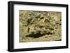 Signal Goby-Hal Beral-Framed Photographic Print