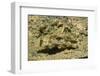 Signal Goby-Hal Beral-Framed Photographic Print