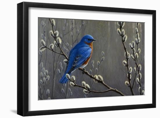 Signals of Spring - Eastern Bluebird-Wilhelm Goebel-Framed Giclee Print