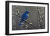 Signals of Spring - Eastern Bluebird-Wilhelm Goebel-Framed Giclee Print