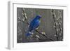 Signals of Spring - Eastern Bluebird-Wilhelm Goebel-Framed Giclee Print