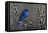 Signals of Spring - Eastern Bluebird-Wilhelm Goebel-Framed Stretched Canvas