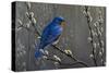 Signals of Spring - Eastern Bluebird-Wilhelm Goebel-Stretched Canvas