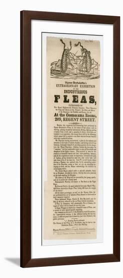 Signor Bertolotto's Industrious Fleas-null-Framed Giclee Print