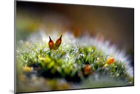 Signs of Spring 1-Ursula Abresch-Mounted Photographic Print