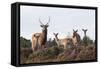 Sika Deer (Cervus Nippon), Stag, Hind and Young, Amongst Flowering Heather, Dorset, UK, August-Ross Hoddinott-Framed Stretched Canvas