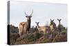 Sika Deer (Cervus Nippon), Stag, Hind and Young, Amongst Flowering Heather, Dorset, UK, August-Ross Hoddinott-Stretched Canvas