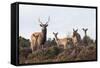 Sika Deer (Cervus Nippon), Stag, Hind and Young, Amongst Flowering Heather, Dorset, UK, August-Ross Hoddinott-Framed Stretched Canvas