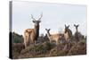 Sika Deer (Cervus Nippon), Stag, Hind and Young, Amongst Flowering Heather, Dorset, UK, August-Ross Hoddinott-Stretched Canvas